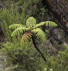 Image result for Cyathea manniana