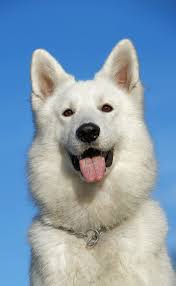 Hd Wallpaper Adult White German Shepherd Swiss Shepherd Dog Pet Portrait Wallpaper Flare