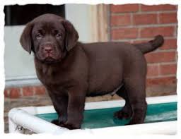 English Labradors Puppies For Sale Www Meadowoodlabradors Com Labrador Retriever English Labrador Puppies Labrador Puppy