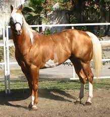 Caballos Pintos Y Caballos Cuarto De Milla Venta De Caballos Caballos En Venta Caballos Cuarto De Milla Grandes Caballos
