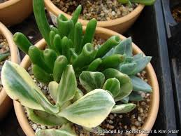 Image result for Crassula vaginata