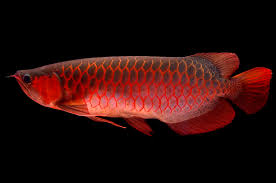 Check spelling or type a new query. Learn About Arowana Or Dragon Fish From Emily Voigt S Book