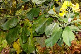 Image result for Crotalaria oocarpa