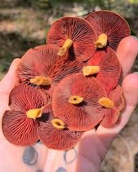 Image result for Xerocomellus diffractus