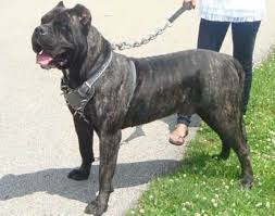 Find a perro de presa canario puppy from reputable breeders near you and nationwide. Perro De Presa Canario Pets Australia