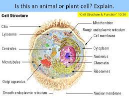 This is an online quiz called animal cell diagram. 1 The Difference Between Plant And Animal Cells Is That Animal Cells Contain A Cell Wall And Chloroplasts 2 The Main Source Of Energy For Our Bodies Ppt Download