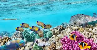 12 Wallpaper Pemandangan Laut Full Hd Underwater Scenery In Indonesia With Amazing View Tiket Com Download Laut Biru Great Barrier Reef Pemandangan Tours