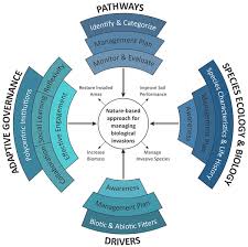 Image result for Bidens schimperi