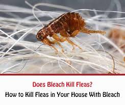 Maybe you would like to learn more about one of these? Bleach For Fleas Does Bleach Kill Fleas Getridofallthings Com