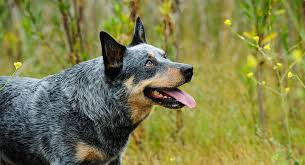 See australian cattle dog pictures, explore breed traits and characteristics. Blue Heeler Names 200 Brilliant Ideas For Australian Cattle Dog Puppies