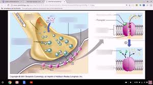 Jee main 2021 paper analysis by vidyamandir (day 3 shift 1). Synapse Diagram Quizlet