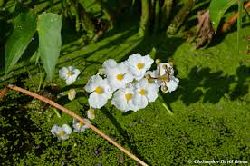 Image result for Loxogramme latifolia