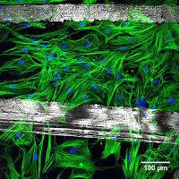 Pin On Cellular Therapy