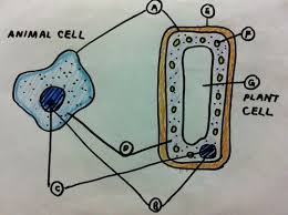 The scientists calculate the percentage of quadrats in each habitat where mountain hare faeces are found. Igcse Biology Chapter 2 Cells 2 1 Structure Of Cells 2 2