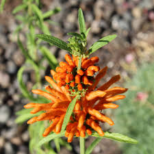 Image result for Leonotis decadonta