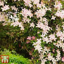 Cream and salmon pink, spiked flowers. Clematis Montana Mayleen Plants Thompson Morgan