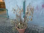 Dieser oleander ist nur leicht geschädigt. Orleanderblatter Fuhlen Sich Vertrocknet An Hausgarten Net
