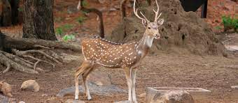 We did not find results for: Visayan Spotted Deer Local Game From Visayan Philippines