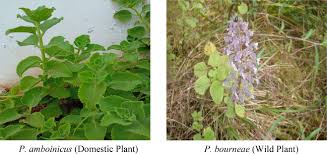 Image result for Lamiaceae