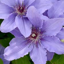 Image result for Clematis pulchra