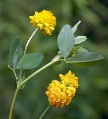 Image result for Trifolium campestre