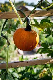 Time To Plant Pumpkins For A Fall Harvest Sustainable Food Center