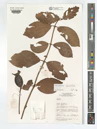 Image result for Sherbournia bignoniiflora