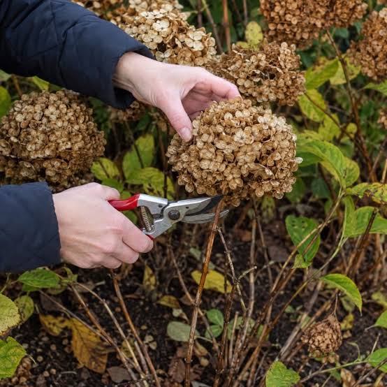 The 4 Biggest Mistakes Gardeners Make With Hydrangeas In Fall
