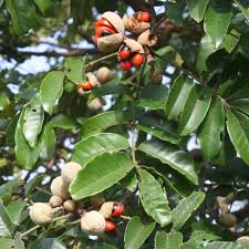 Image result for Acacia davyi