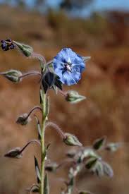 Image result for Trichodesma zeylanicum