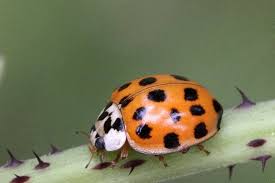 One of the destructive ladybugs is the mexican bean beetle (epilachna varivestis) that feeds on bean plants. 7 Super Easy Ways To Get Rid Of Asian Beetles Pest Wiki