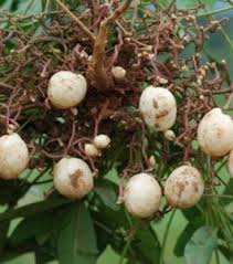 Image result for Vigna reticulata
