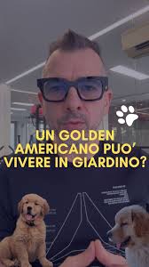 Il tuo cucciolo di Golden Retriever morde tutto? 🦷 Non preoccuparti, è una  fase normalissima! I cuccioli, soprattutto i Golden, mordono per alleviare  il fastidio della dentizione e scoprire il mondo intorno
