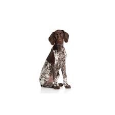 We did not find results for: Pointer Puppies Petland San Antonio
