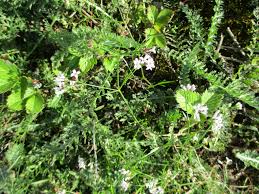 Image result for Pavetta stenosepala