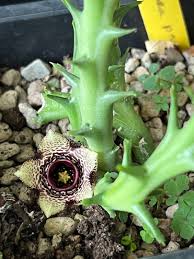 Image result for Orbea paradoxa