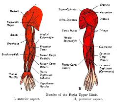 The arm muscles comprise five muscles, which mainly act to flex and extend the forearm. Diagram Muscles Of The Upper Arm Biceps Triceps Wiring Diagram Full Version Hd Quality Wiring Diagram Eosidigital Molinofllibraga It