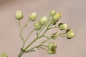 Image result for Eschenbachia stricta