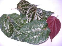 Kandungan di dalamnya adalah jenis kandungan senyawa yang akan menyehatkan tubuh agar tidak salah dalam memahami manfaat dan khasiat daun sirih merah, kami berikan rincian penjelasan tentang beberapa kegunaan. Daun Sirih Merah Segar 10 Lembar Lazada Indonesia