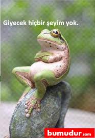 Alisveris Hayvanlar Hayvan Komik Hayvan Fotograflari