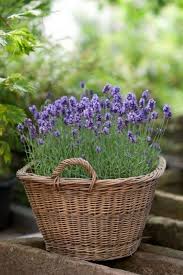 Planting Lavender In Pots Growing Lavender Lavender Garden Lavender Plant