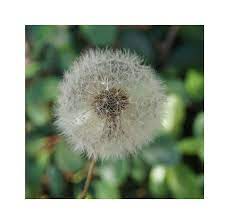 Dried dandelion seeds with wisps small flower for resin | etsy. Immortal Flower Single Dry Flower Small Dandelion For Home Decoration Buy Flower Material Flowers Artificial Preserved Flower Material Product On Alibaba Com