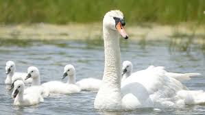 mute swan