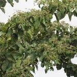 Image result for Cordia africana