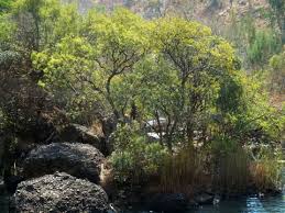 Image result for Scolopia zeyheri