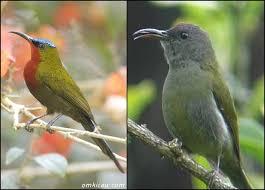 Cara membedakan burung pijantung jantan dan betina dengan cara yang sederhanaburung pijantung memiliki suara yang mirip dengan tengkek buto dan cucak jenggot. Variasi Suara Burung Madu Gunung Untuk Masteran Dan Memancing Bunyi Om Kicau