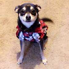 This is also the case of the chipin, a dog whose parent breeds are the miniature pinscher and the chihuahua. Mousse The Good Boy Spoiled Hounds