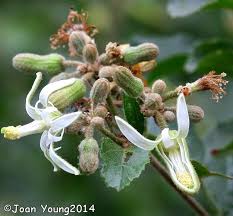 Image result for Grewia sulcata