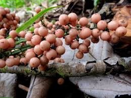 Image result for Flagellaria