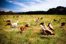 Bei den hühnern ist es ähnlich wie bei den menschen, d.h. Brauchen Huhner Zum Eierlegen Einen Hahn